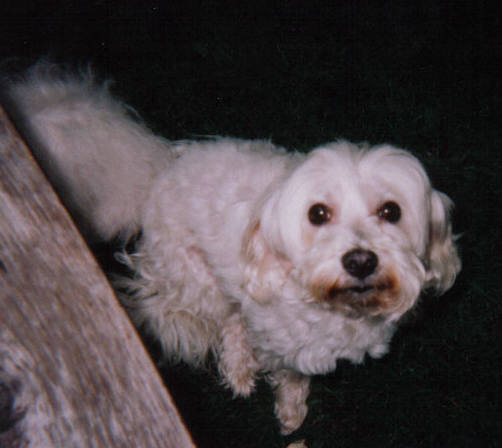 suzie.jpg